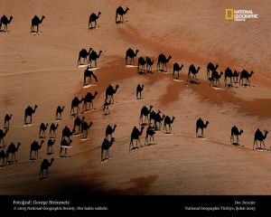 Camels