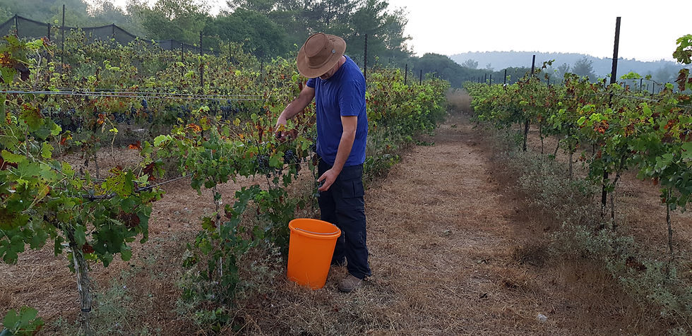 Katlav Winery | Nes Harim, Israel | Kosher wine